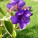 Tibouchina urvillaeana fleur